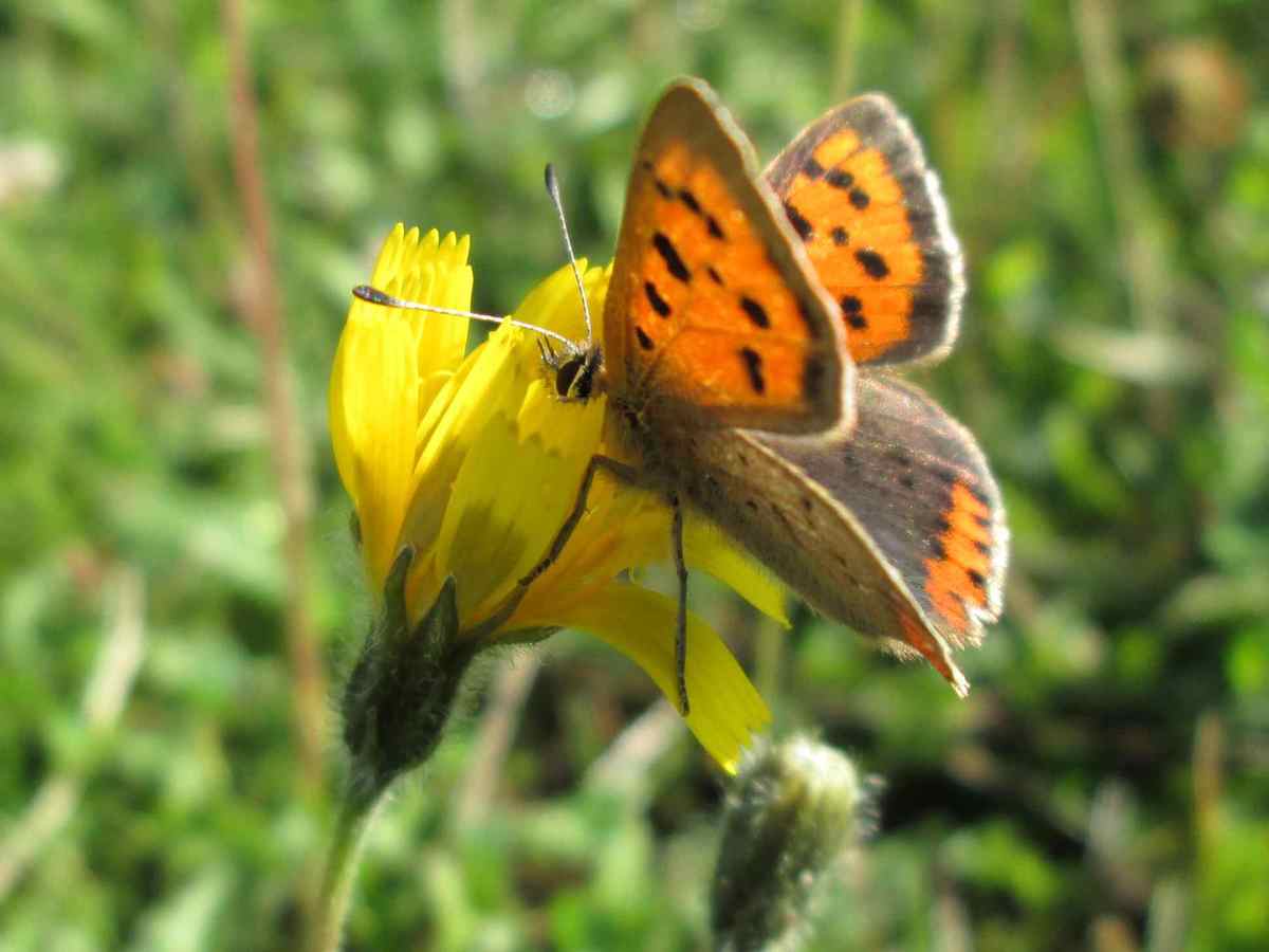 Small Copper